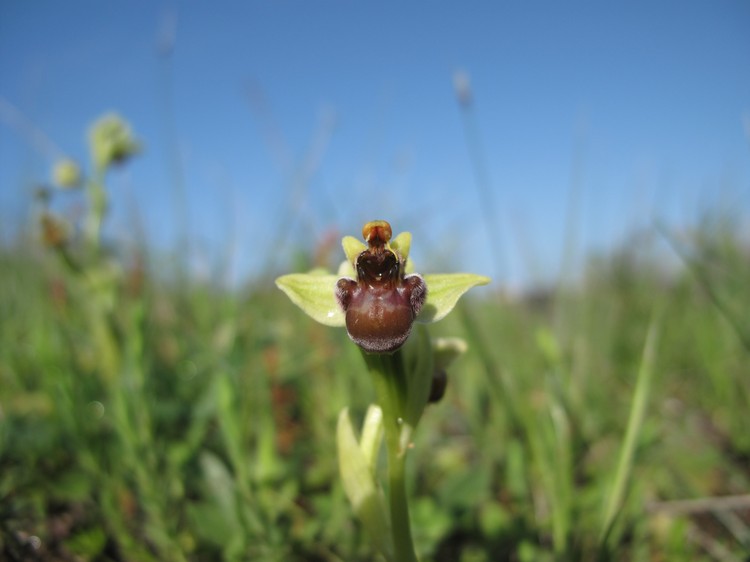 Ophrys bombyliflora